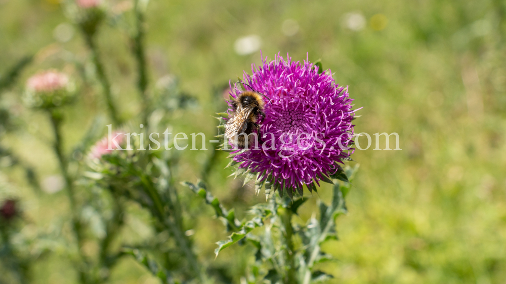 Gewöhnliche Kratzdistel, Biene / Arztal, Ellbögen, Tirol, Österreich by kristen-images.com