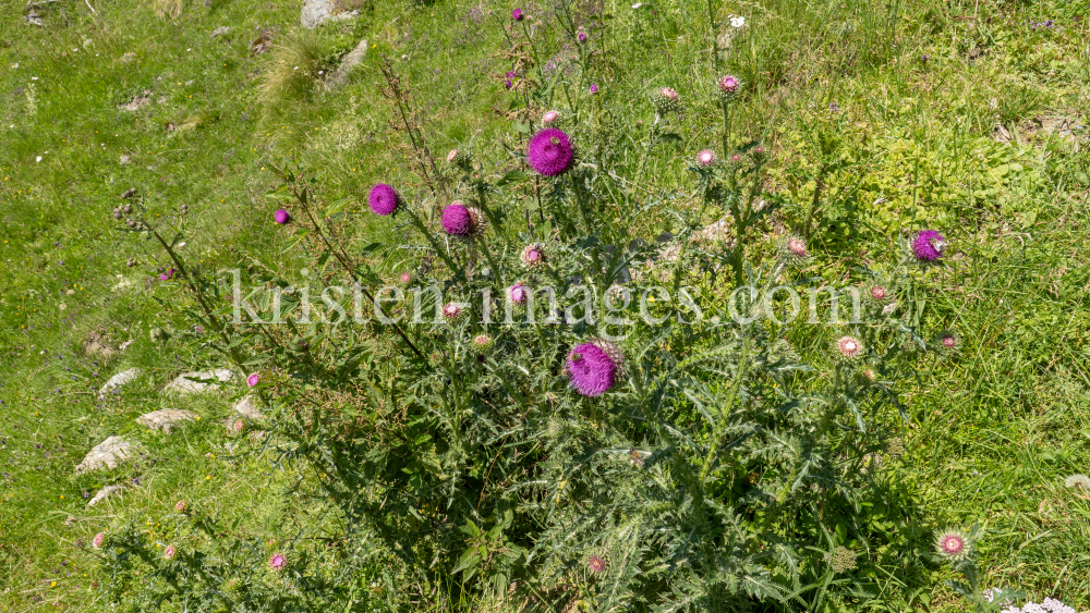 Gewöhnliche Kratzdistel, Bienen / Arztal, Ellbögen, Tirol, Österreich by kristen-images.com