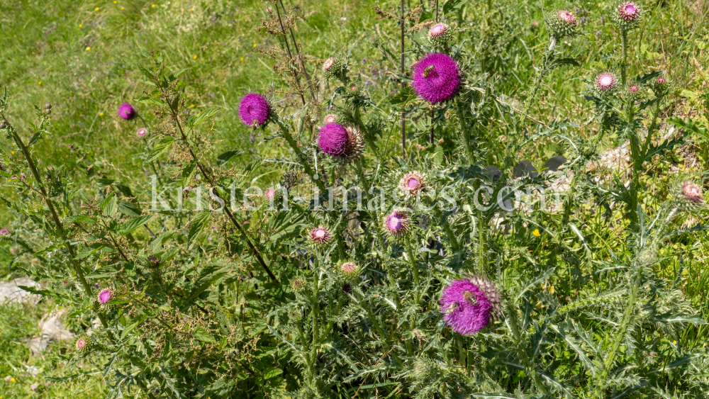 Gewöhnliche Kratzdistel, Bienen / Arztal, Ellbögen, Tirol, Österreich by kristen-images.com
