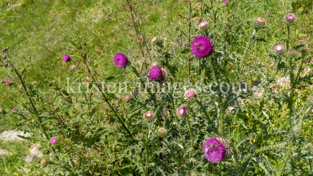 Gewöhnliche Kratzdistel, Bienen / Arztal, Ellbögen, Tirol, Österreich by kristen-images.com