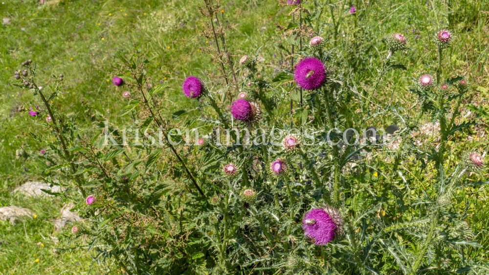 Gewöhnliche Kratzdistel, Bienen / Arztal, Ellbögen, Tirol, Österreich by kristen-images.com