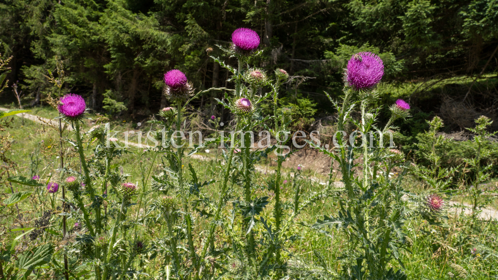 Gewöhnliche Kratzdistel, Bienen / Arztal, Ellbögen, Tirol, Österreich by kristen-images.com