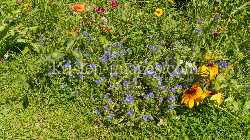 Gewöhnlicher Natternkopf / Kurpark Igls, Innsbruck, Tirol, Österreich by kristen-images.com