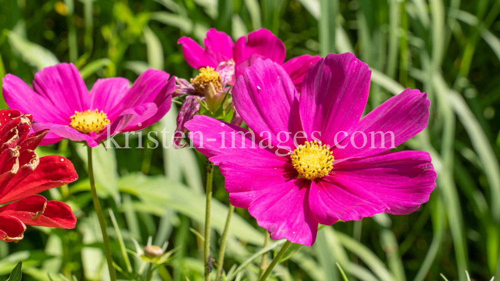 Kosmeen / Kurpark Igls, Innsbruck, Tirol, Österreich by kristen-images.com