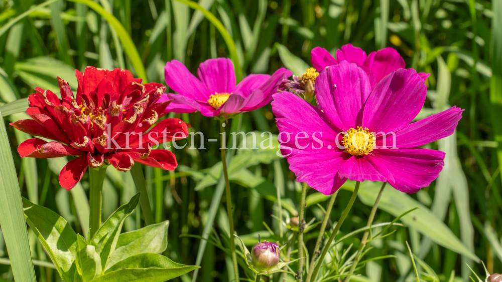 Kosmeen, Zinnie / Kurpark Igls, Innsbruck, Tirol, Österreich by kristen-images.com