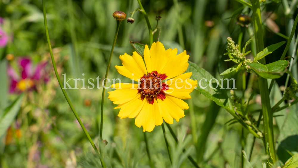 Zinnie / Kurpark Igls, Innsbruck, Tirol, Österreich by kristen-images.com