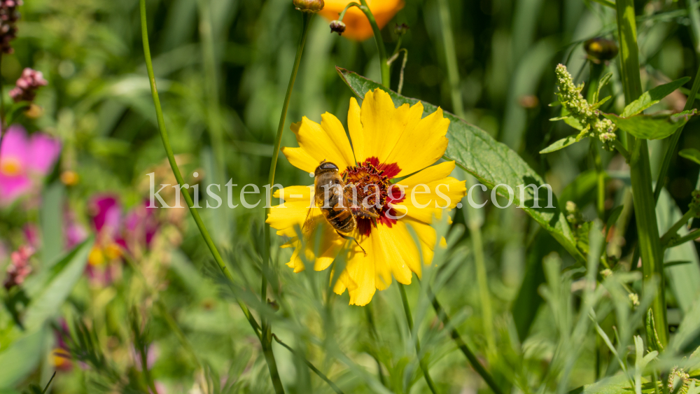 Zinnie / Kurpark Igls, Innsbruck, Tirol, Österreich by kristen-images.com