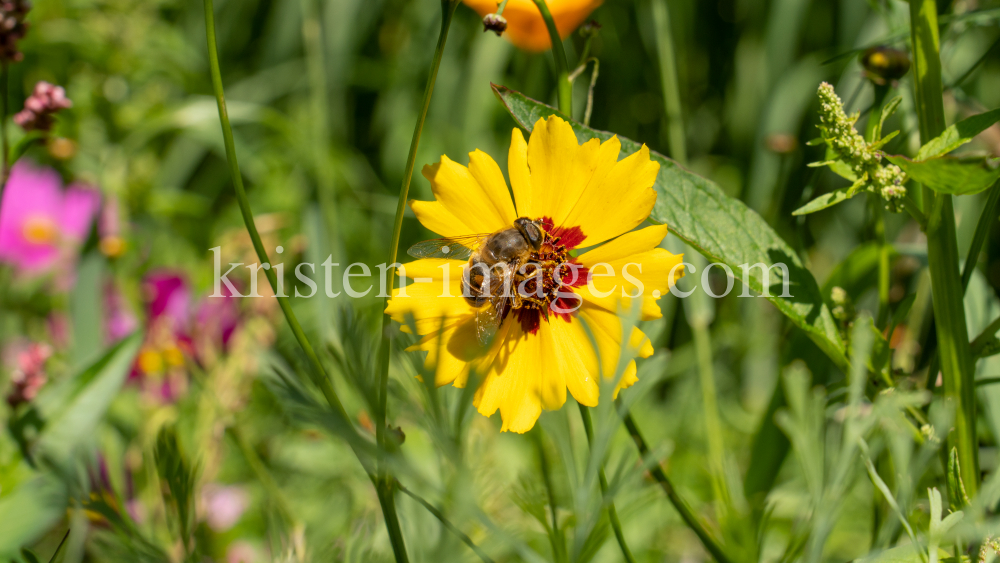 Zinnie / Kurpark Igls, Innsbruck, Tirol, Österreich by kristen-images.com