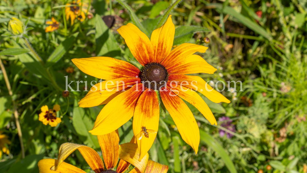 Sonnenhut / Kurpark Igls, Innsbruck, Tirol, Österreich by kristen-images.com