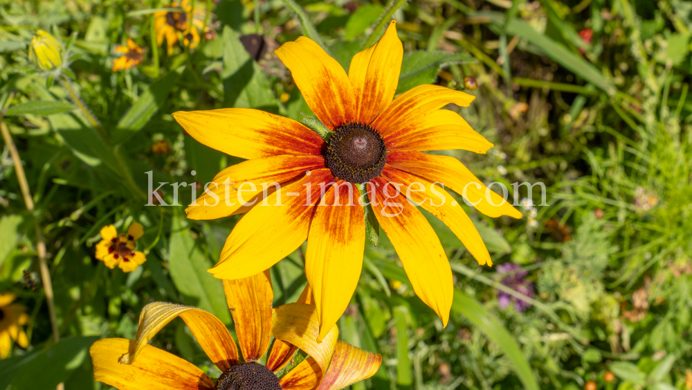 Sonnenhut / Kurpark Igls, Innsbruck, Tirol, Österreich by kristen-images.com