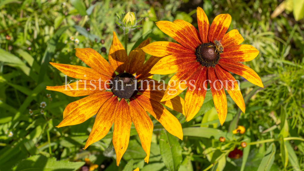 Sonnenhut / Kurpark Igls, Innsbruck, Tirol, Österreich by kristen-images.com