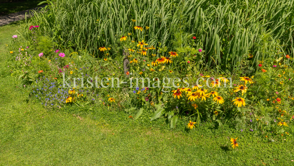 Blumenwiese / Kurpark Igls, Innsbruck, Tirol, Österreich by kristen-images.com