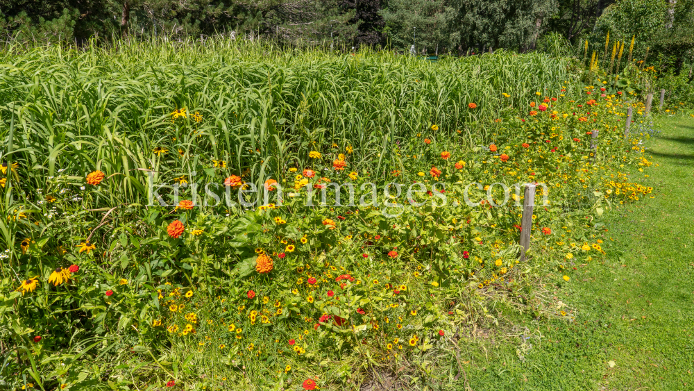 Blumenwiese / Kurpark Igls, Innsbruck, Tirol, Österreich by kristen-images.com