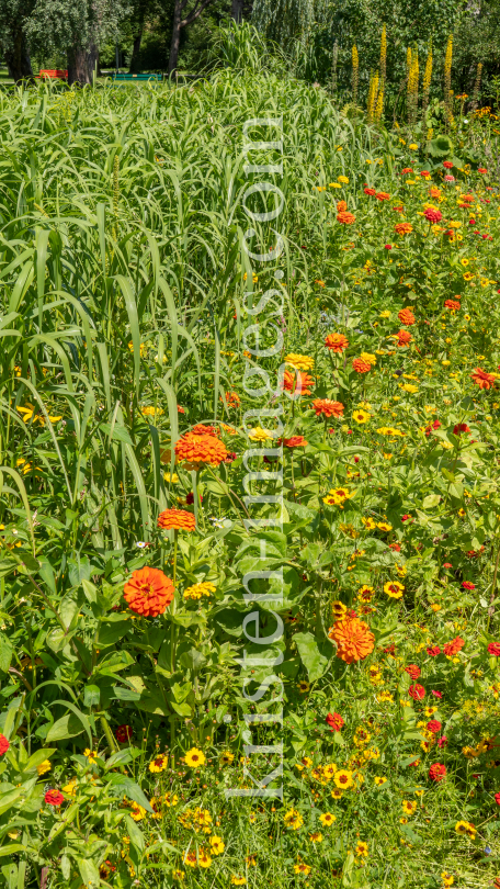 Blumenwiese / Kurpark Igls, Innsbruck, Tirol, Österreich by kristen-images.com