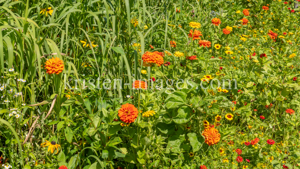 Blumenwiese / Kurpark Igls, Innsbruck, Tirol, Österreich by kristen-images.com