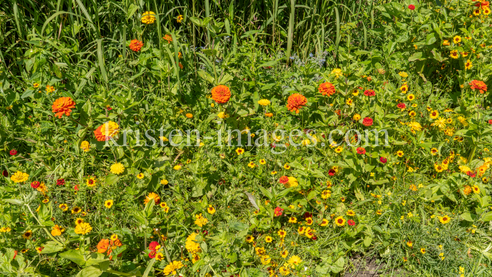 Blumenwiese / Kurpark Igls, Innsbruck, Tirol, Österreich by kristen-images.com