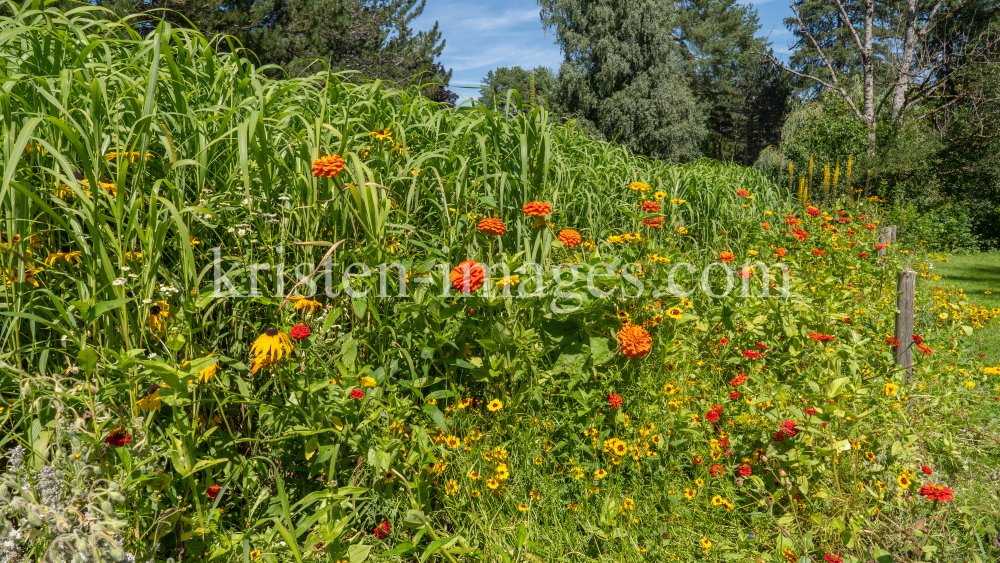 Blumenwiese / Kurpark Igls, Innsbruck, Tirol, Österreich by kristen-images.com