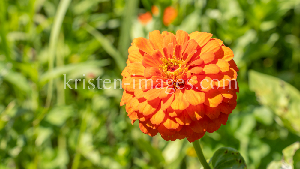 Zinnie / Kurpark Igls, Innsbruck, Tirol, Österreich by kristen-images.com