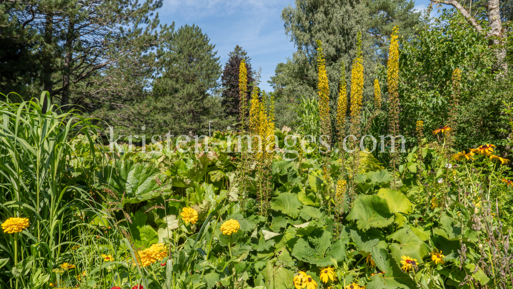 Garten-Kerzen-Goldkolben, Goldkolbenblätter / Kurpark Igls, Innsbruck, Tirol, Österreich by kristen-images.com