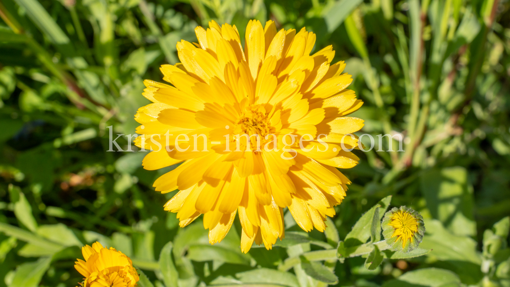 Ringelblume / Kurpark Igls, Innsbruck, Tirol, Österreich by kristen-images.com