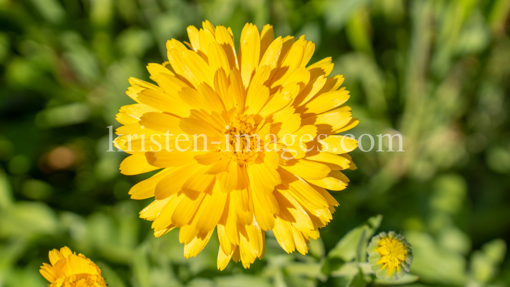 Ringelblume / Kurpark Igls, Innsbruck, Tirol, Österreich by kristen-images.com