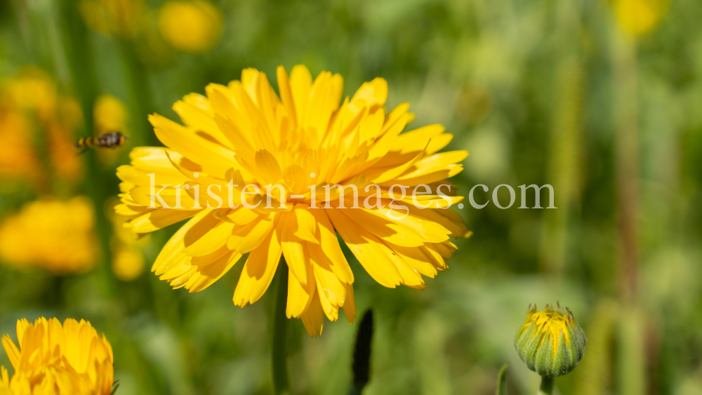 Ringelblume / Kurpark Igls, Innsbruck, Tirol, Österreich by kristen-images.com