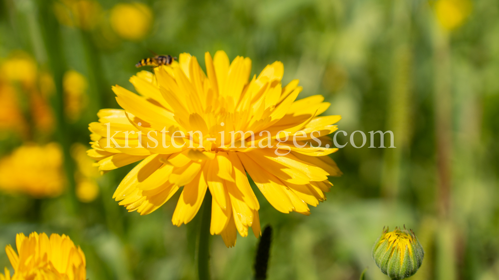 Ringelblume / Kurpark Igls, Innsbruck, Tirol, Österreich by kristen-images.com