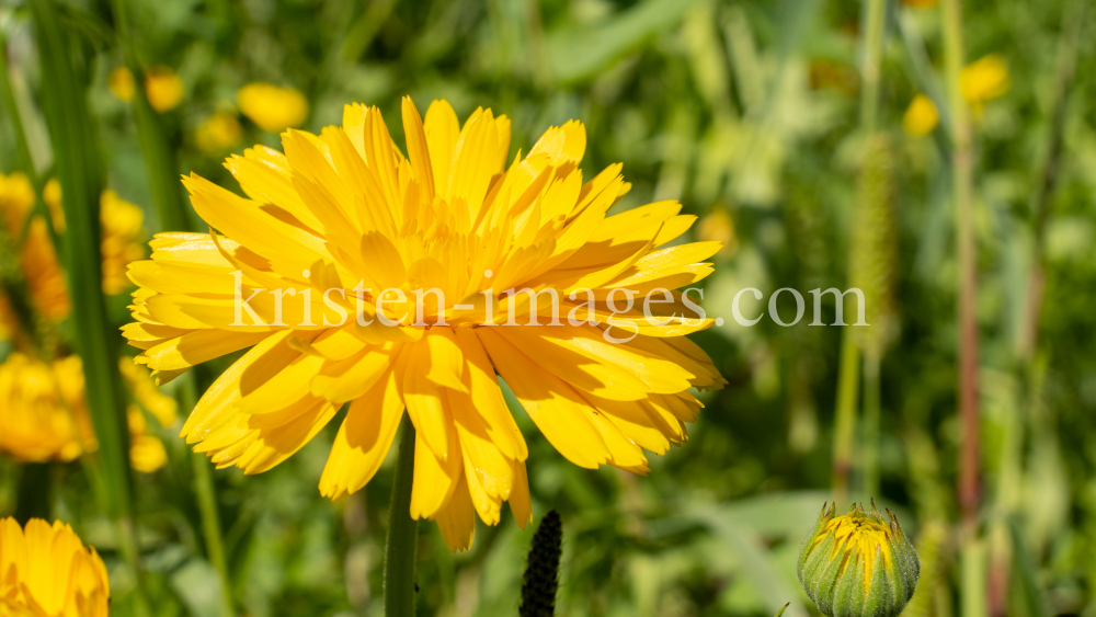 Ringelblume / Kurpark Igls, Innsbruck, Tirol, Österreich by kristen-images.com