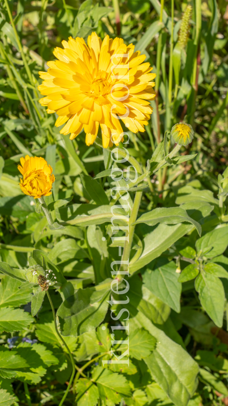 Ringelblume / Kurpark Igls, Innsbruck, Tirol, Österreich by kristen-images.com