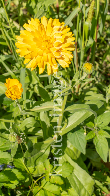 Ringelblume / Kurpark Igls, Innsbruck, Tirol, Österreich by kristen-images.com