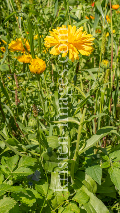 Ringelblume / Kurpark Igls, Innsbruck, Tirol, Österreich by kristen-images.com