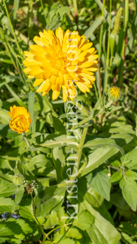 Ringelblume / Kurpark Igls, Innsbruck, Tirol, Österreich by kristen-images.com