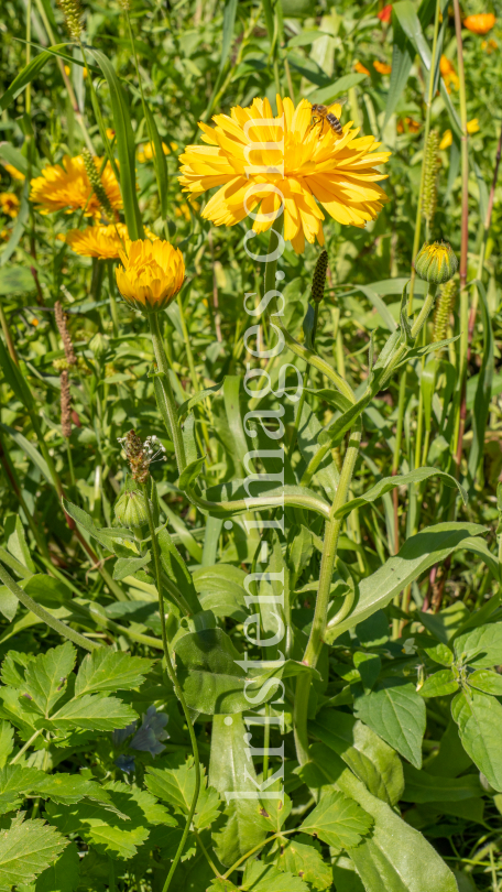 Ringelblume / Kurpark Igls, Innsbruck, Tirol, Österreich by kristen-images.com