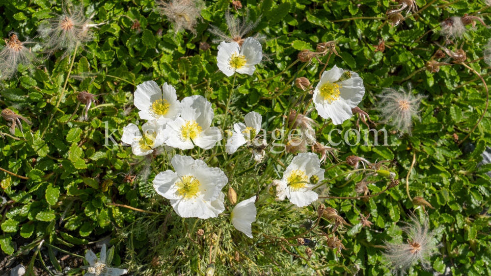 Alpen-Mohn / Alpengarten der Universität Innsbruck, Patscherkofel, Tirol, Österreich by kristen-images.com