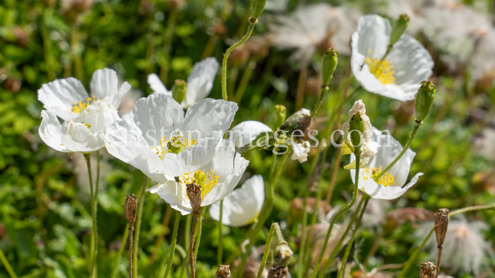 Alpen-Mohn / Alpengarten der Universität Innsbruck, Patscherkofel, Tirol, Österreich by kristen-images.com