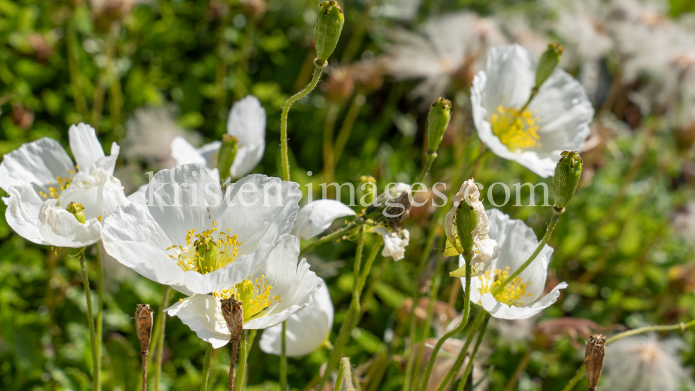 Alpen-Mohn / Alpengarten der Universität Innsbruck, Patscherkofel, Tirol, Österreich by kristen-images.com