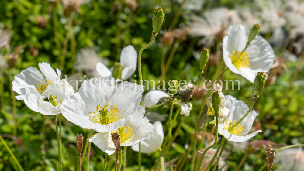 Alpen-Mohn / Alpengarten der Universität Innsbruck, Patscherkofel, Tirol, Österreich by kristen-images.com