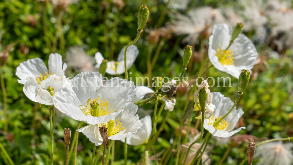 Alpen-Mohn / Alpengarten der Universität Innsbruck, Patscherkofel, Tirol, Österreich by kristen-images.com