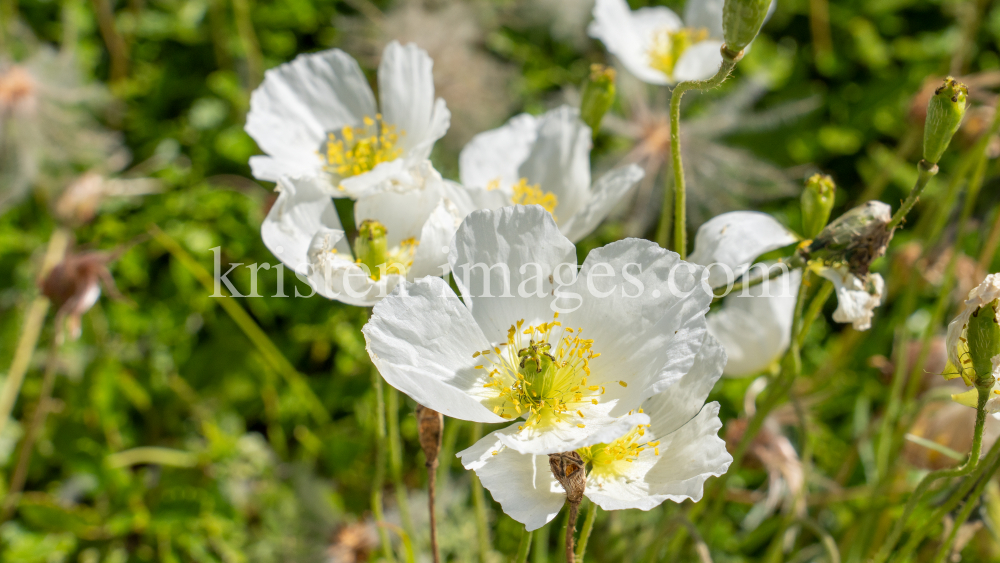 Alpen-Mohn / Alpengarten der Universität Innsbruck, Patscherkofel, Tirol, Österreich by kristen-images.com