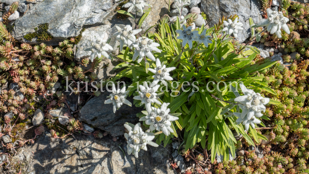 Alpen-Edelweiß / Alpengarten der Universität Innsbruck, Patscherkofel, Tirol, Österreich by kristen-images.com