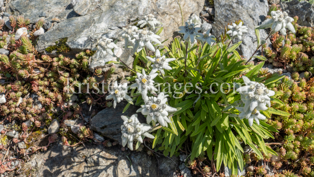 Alpen-Edelweiß / Alpengarten der Universität Innsbruck, Patscherkofel, Tirol, Österreich by kristen-images.com