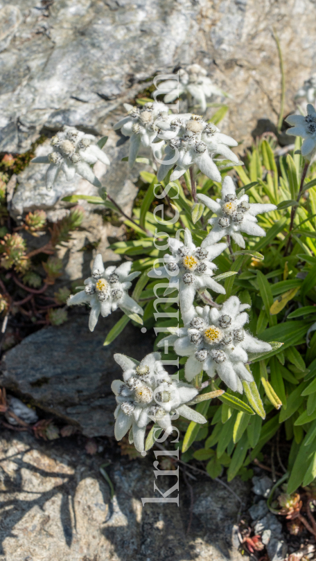 Alpen-Edelweiß / Alpengarten der Universität Innsbruck, Patscherkofel, Tirol, Österreich by kristen-images.com