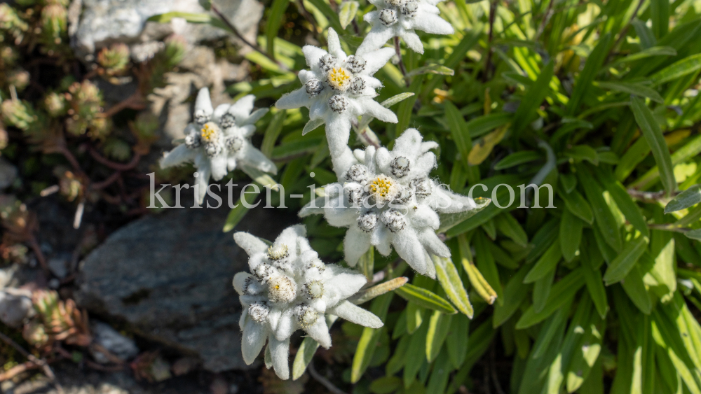 Alpen-Edelweiß / Alpengarten der Universität Innsbruck, Patscherkofel, Tirol, Österreich by kristen-images.com