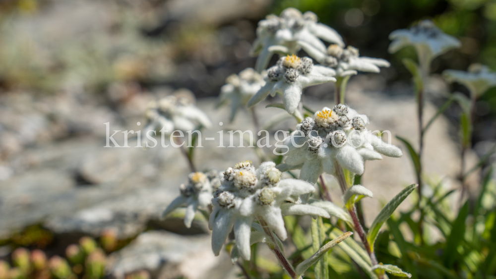 Alpen-Edelweiß / Alpengarten der Universität Innsbruck, Patscherkofel, Tirol, Österreich by kristen-images.com