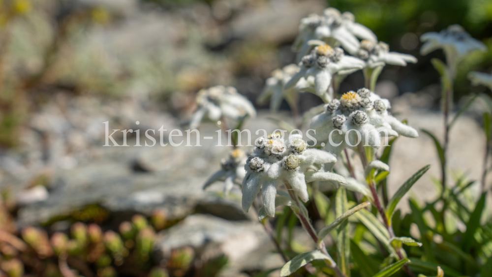 Alpen-Edelweiß / Alpengarten der Universität Innsbruck, Patscherkofel, Tirol, Österreich by kristen-images.com