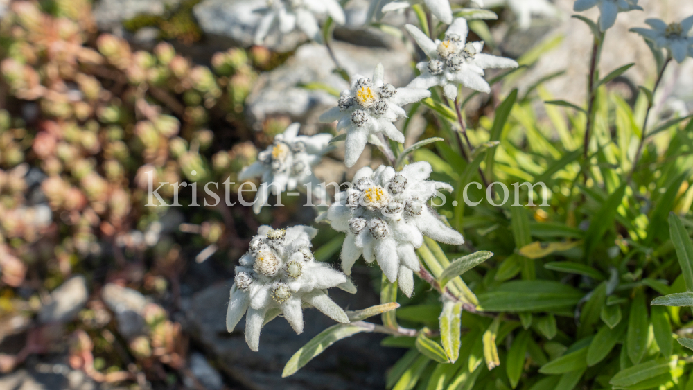 Alpen-Edelweiß / Alpengarten der Universität Innsbruck, Patscherkofel, Tirol, Österreich by kristen-images.com