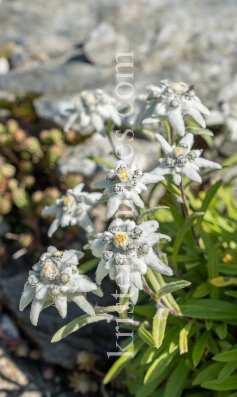 Alpen-Edelweiß / Alpengarten der Universität Innsbruck, Patscherkofel, Tirol, Österreich by kristen-images.com