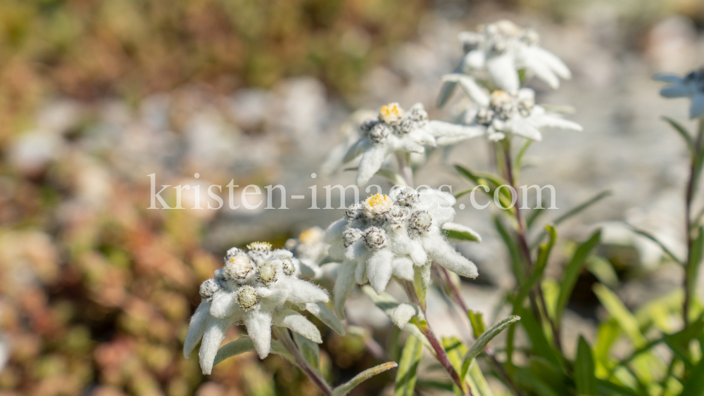 Alpen-Edelweiß / Alpengarten der Universität Innsbruck, Patscherkofel, Tirol, Österreich by kristen-images.com