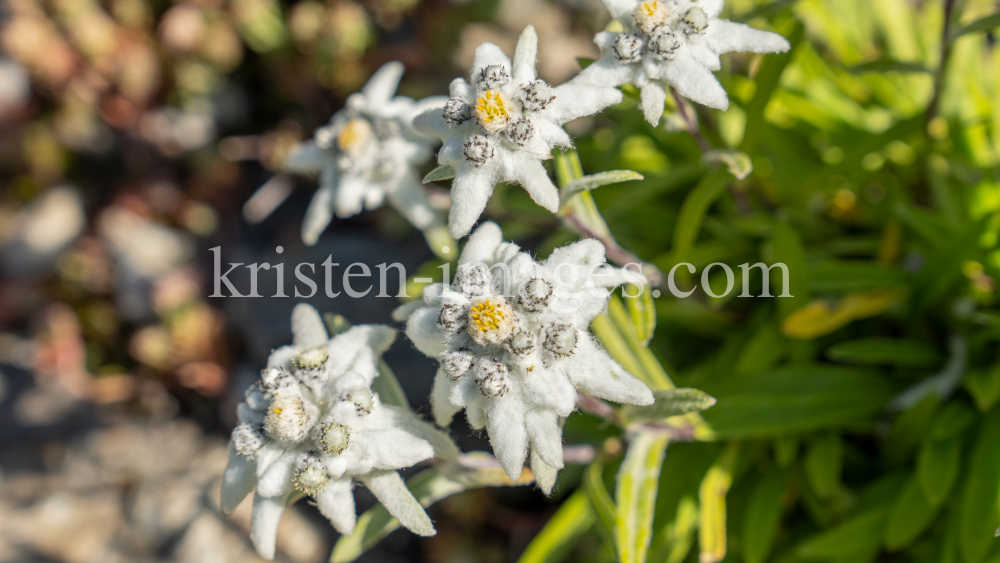 Alpen-Edelweiß / Alpengarten der Universität Innsbruck, Patscherkofel, Tirol, Österreich by kristen-images.com