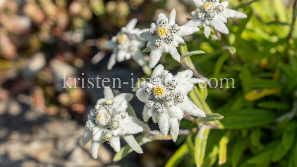 Alpen-Edelweiß / Alpengarten der Universität Innsbruck, Patscherkofel, Tirol, Österreich by kristen-images.com